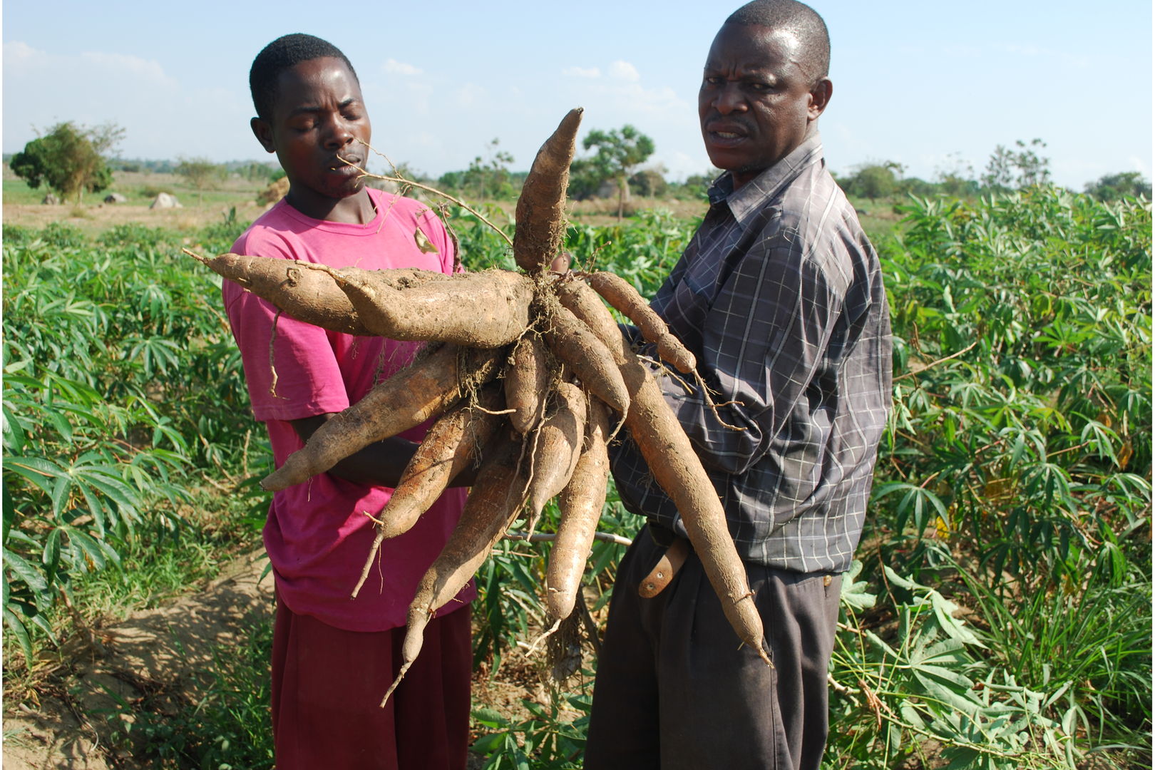 Ukuzaji wa mfumo endelevu wa kibiashara wa mbegu bora za muhogo