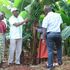 Kisii bananas