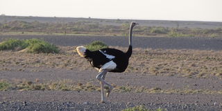 Chalbi Desert