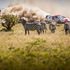 French driver Sebastien Ogier steers his Toyota Yaris WRC