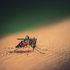 Mosquito