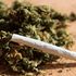 Cannabis sativa