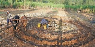 Jaggery making in Kisii