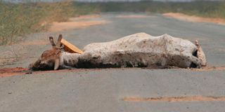 dead cow