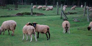 Eden Farm