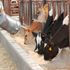 Cow shed