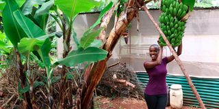 Sharon Mutiga