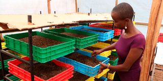 Sharon Mutiga