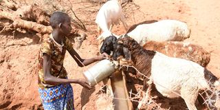 Samburu herdsboy