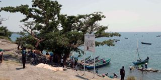 Fishing boats