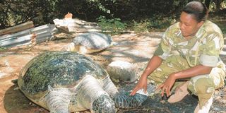 Turtles