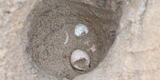 Turtle eggs