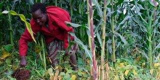 Small scale farming