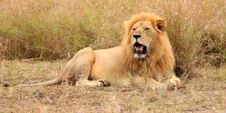 Lion