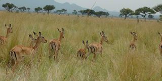 Impalas