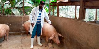 Pig farm