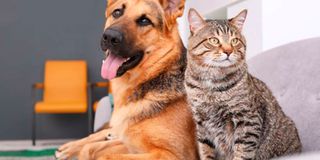 There are several ways an aspiring entrepreneur can make money from pets.