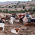 Ole Naishu Conservancy