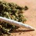 Cannabis sativa