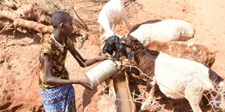 Drought Samburu