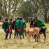 Samburu herders