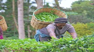 Tea farmers in Kirinyaga