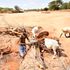 Samburu herds boy