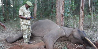 sicl elephant