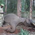 sicl elephant 