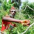 Miraa farmer