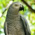 African grey parrot