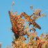 Locusts