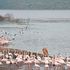 Lake Bogoria