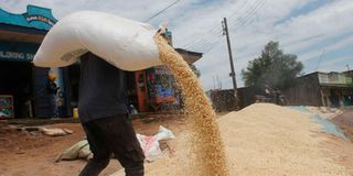 Maize harvest
