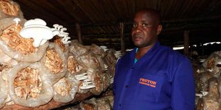 Mushroom farmers