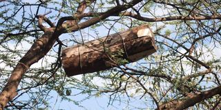 Beehive