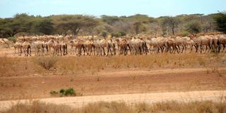 ukasi garissa