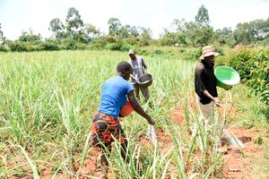 Farmers applying fertiliser 