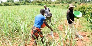 Farmers applying fertiliser