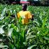 Armyworm