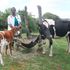 Cow and calf