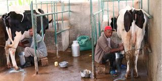 Dairy farm