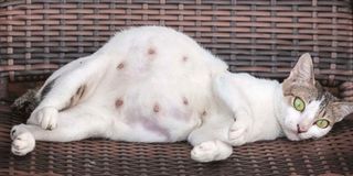 pregnant cat