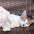 pregnant cat 