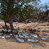 Tharaka Nithi livestock