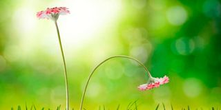 Erectile dysfunction may be due to psychological issues caused by relationship issues.