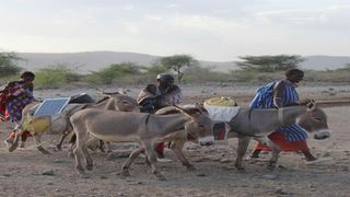 donkeys
