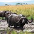 Buffalos at Ruma National Park.
