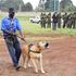 A Boerboel dog