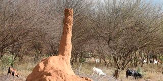 An anthill at Chemolingot in Baringo. Sand flies, which cause Kala-zaar disease, an NTD, hibernate in dormant anthills.